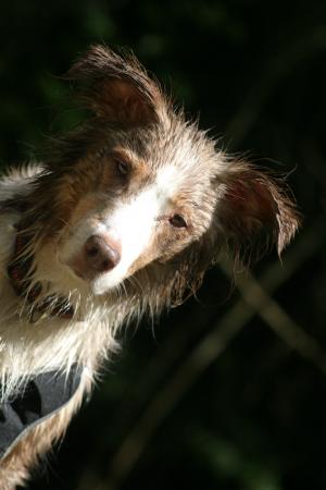 狗, 宠物, 澳大利亚牧羊犬, 湿法, 肖像, 头, 斜向