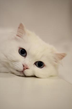 猫, 眼睛, 猫的眼睛, 家猫, 白色, 平静的猫, 宠物