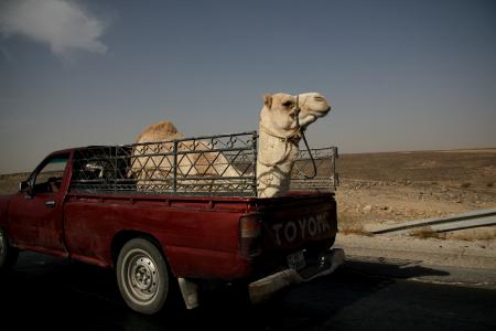 骆驼, 卡车, 约旦, 沙漠, 中东, 运输, 汽车