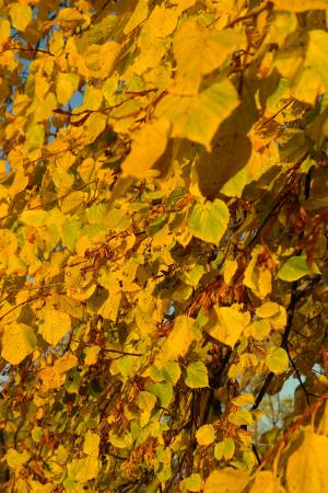 lipovina, 石灰, 树, 叶子, 秋天, 黄色, 叶着色