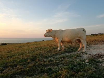 母牛, 牛肉, 动物, 景观, 海岸, 诺曼底, 法国