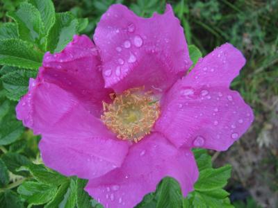 雨滴, 开花, 绽放, 玫瑰果, 粉色, 水一滴