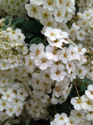 花, 白色, 春天