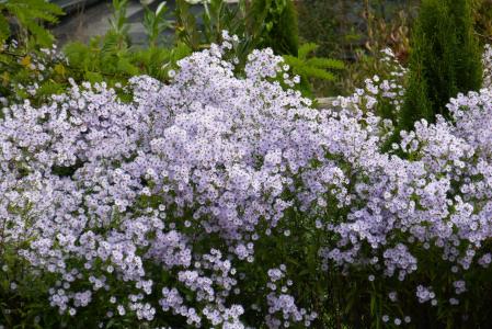 herbstaster, 花, 绽放, 紫色, 颜色, 观赏植物, 植物区系