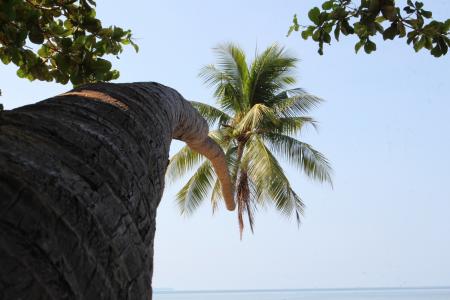 椰子树, 树, 椰子