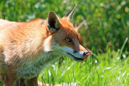 狐狸, 红色, 舔, 嘴唇, 舔嘴唇, 舌头, 头