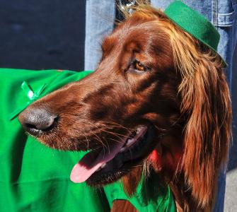 爱尔兰二传手, 狗, 狗品种, 动物, 宠物, 圣帕特里克节, setter