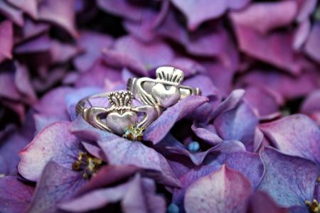克拉达戒指, 植物, 花, 绣球花, 紫罗兰色, 宏观