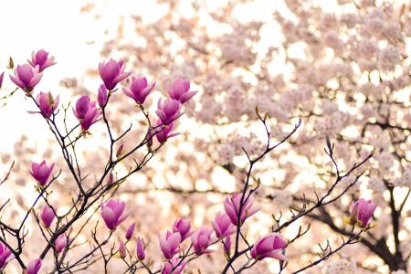 日本, 景观, 春天, 植物, 花, 自然, 植物园
