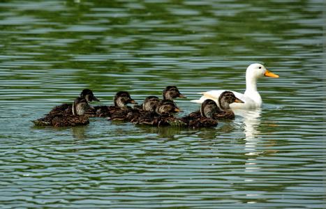 鸭, 小鸭, 家庭, 巢, 池塘, 鸟, 动物