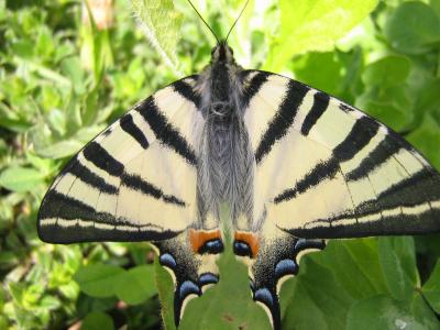 动物, 蝴蝶, 飞行的昆虫, 自然, 昆虫, 蝴蝶-昆虫, 动物的翼