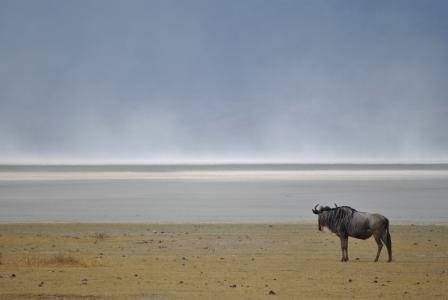 牛羚, gnu, 野生动物, 国家公园, 非洲, 恩戈罗, 坦桑尼亚