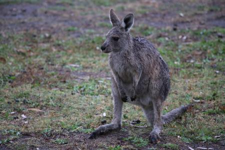 袋鼠, 湿法, 澳大利亚, 在野外的动物, 野生动物, 一种动物, 动物主题
