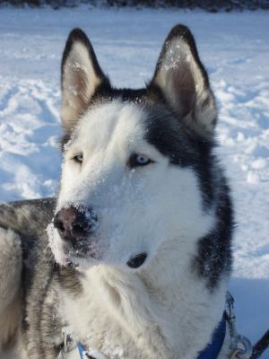 赫斯基, 狗拉雪橇, 狗, 雪狗, 蓝色的眼睛, 白色, 西伯利亚雪橇犬