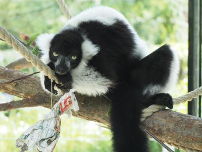 lemure, 动物, 黑色, 白色, 懒, 动物园, 变速