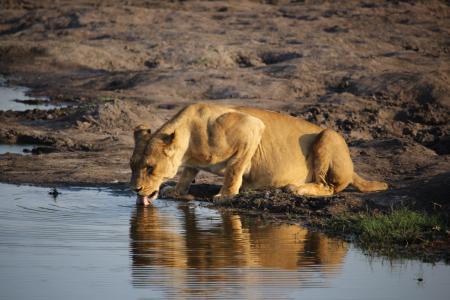 母狮, 野生动物, 津巴布韦
