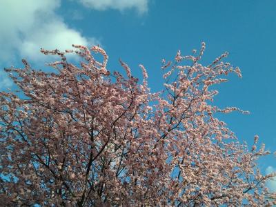 春天, 树, 花, 天空, 粉红色的花, 分支机构, 粉色