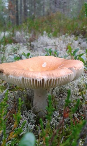蘑菇, 在树林里, 秋天
