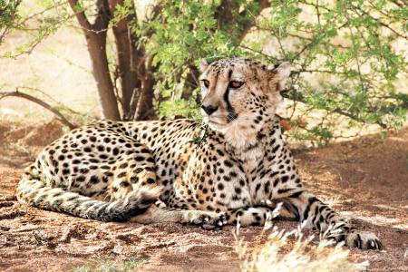 猎豹, 非洲, 纳米比亚, 捕食者, 自然, 野生动物, 猫