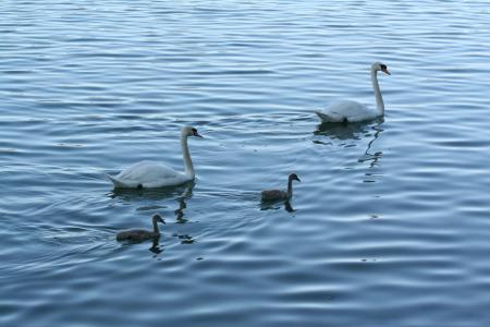 天鹅, schanfamilie, 湖, 水域, 自然, 水, 天鹅