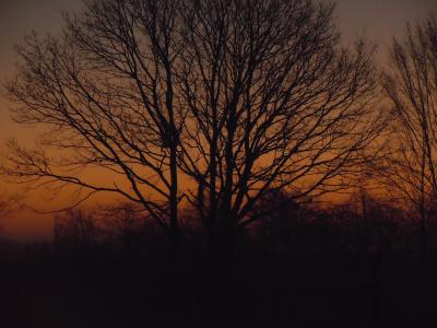 日出, 树, 橙色