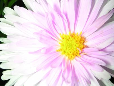 花, 宏观, 自然, 白色, 花瓣, 植物, 粉红色的颜色