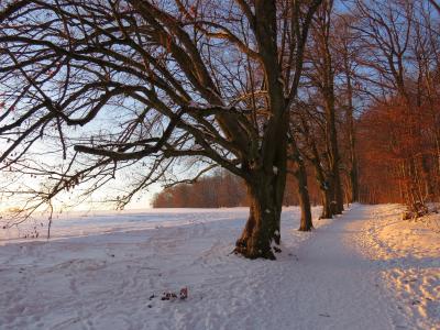 树, 大道, 雪, 白雪皑皑, 余辉, 冬天, 感冒
