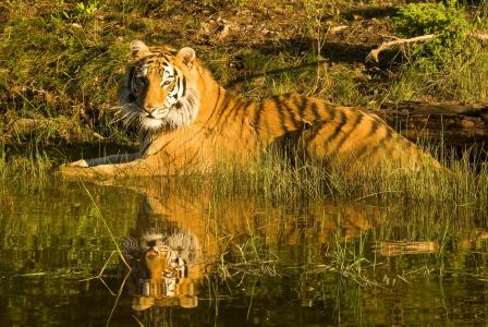 老虎, 西伯利亚虎, 老虎反射, 在水, 哺乳动物, 食肉动物, 橙色
