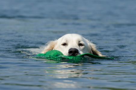 狗检索, 狗在水中, 浮动狗, 夏季, 蓝色的水, 蓝色, 水