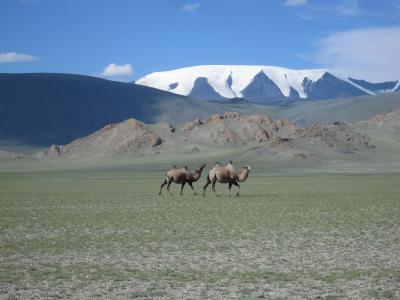 蒙古, 冰川, 骆驼, 草原