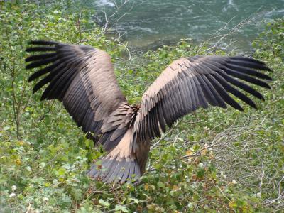鹫秃鹫, 鸟的猎物, lumbier