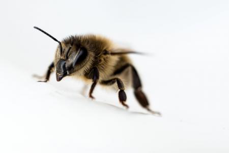 蜜蜂, 关闭, 昆虫, 一种动物, 动物主题, 野生动物, 在野外的动物