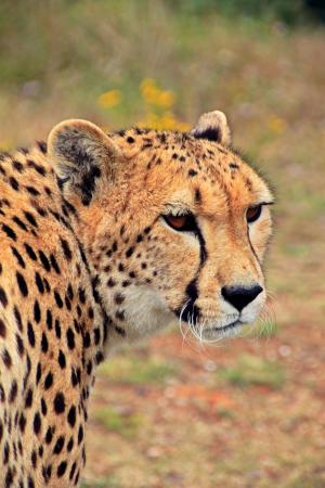 猎豹, 猫, 捕食者, 动物, 动物的画像, 非洲, 南非