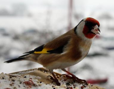阿尔弗雷德施蒂格利茨, 鸟, 冬天, 喂养的地方, 自然, 鸣禽, 动物