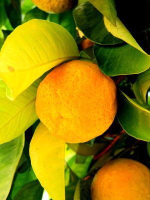 柠檬, 橙色, 普通话, 树, 水果, 水果, 自然