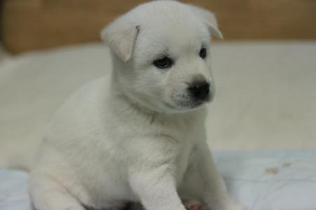 韩国进, 狗, 小狗, 白色的皮毛, 宠物, 动物, 可爱