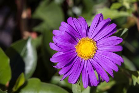 玛格丽特, 紫色, 紫罗兰色, 花, 花卉园, 在花园里, 花园
