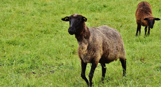 羊, 动物, 草甸, 羊毛, 吃草, 自然