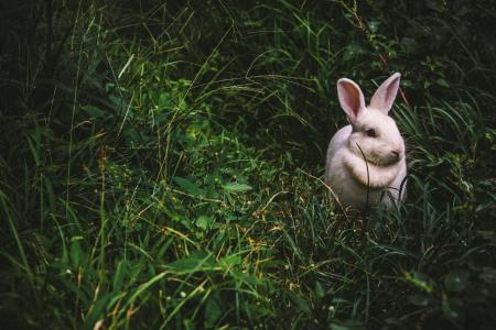 白色, 小兔子, 草, 动物, 耳朵, 动物主题, 一种动物