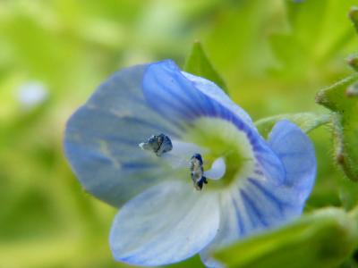 尖尖的花, 蓝色, 浅蓝色, 开花, 绽放, 小花, 自然