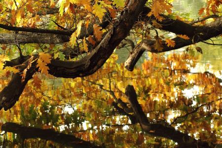 秋天印象, 水, 镜像, 秋天, 秋天的心情, 金, 叶子