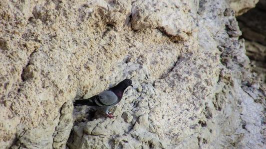 野生鸽子, 悬崖, 岩石, 自然, 野生动物, 岩质海岸, 阿依纳帕