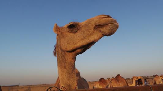 骆驼, 单峰骆驼, 动物, 头, 沙漠, 阿拉伯联合酋长国