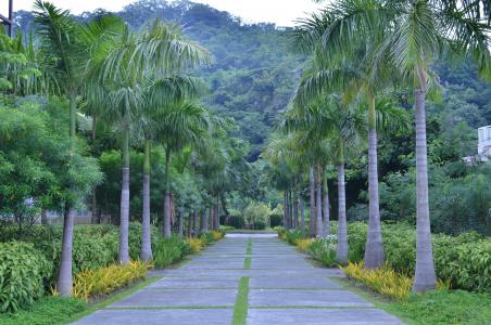 棕榈路, 作为对微微的小径, 大道, 公园路, 公园, 步行, 景观