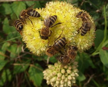 蜜蜂, 盛宴, 日志, ectar, 昆虫, 花, 春天