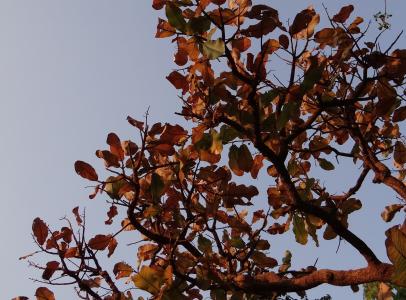印度杏仁, 干枯的落叶, 榄仁树, 热带杏仁, 树, 印度