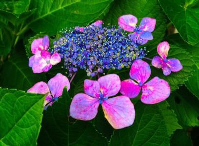 绣球花, 红色, 紫色, 蓝色, 大津公园, 横须贺, 日本神奈川