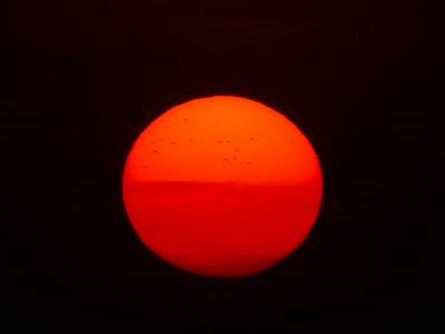太阳, 火球, 鸟类, 红色, 日落, 自然, 太阳能磁盘