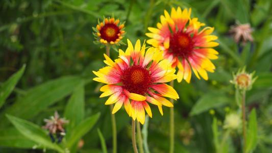 blanketflower, 葵花, 黄色, 红色, 粉色, 花, 自然