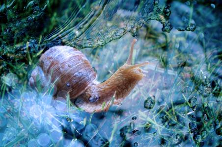 蜗牛, 壳, 动物, 慢慢地, 软体动物, 水, 自然